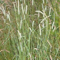 Phleum pratense