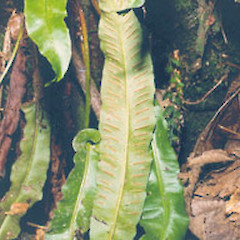 Phyllitis scolopendrium.<br>Photographer: John Smith-Dodsworth, Licence: <a target='_blank' href='https://creativecommons.org/licenses/by-nc/4.0'>CC BY-NC</a>.