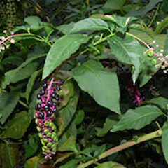 Phytolacca americana
