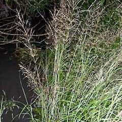 Oloptum thomasii
