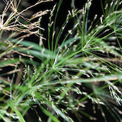 Near Featherston, Wairarapa. Jun 2007.<br>Photographer: Jeremy R. Rolfe, Licence: <a target='_blank' href='https://creativecommons.org/licenses/by/4.0'>CC BY</a>.