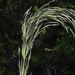 Piptatherum miliaceum (L.)Coss.<br>Photographer: John Smith-Dodsworth, Licence: <a target='_blank' href='https://creativecommons.org/licenses/by-nc/4.0'>CC BY-NC</a>. <a class='member-message' href='/nzpcn/why-join-nzpcn/' target='_blank'>Members can view a larger version of this image.</a>