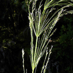 Piptatherum miliaceum (L.)Coss.<br>Photographer: John Smith-Dodsworth, Licence: <a target='_blank' href='https://creativecommons.org/licenses/by-nc/4.0'>CC BY-NC</a>. <a class='member-message' href='/nzpcn/why-join-nzpcn/' target='_blank'>Members can view a larger version of this image.</a>