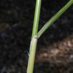 Piptatherum miliaceum (L.)Coss.<br>Photographer: John Smith-Dodsworth, Licence: <a target='_blank' href='https://creativecommons.org/licenses/by-nc/4.0'>CC BY-NC</a>. <a class='member-message' href='/nzpcn/why-join-nzpcn/' target='_blank'>Members can view a larger version of this image.</a>