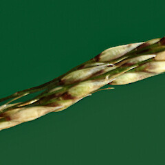 Spikelets. Wanganui. Jan 2011.<br>Photographer: Colin C. Ogle, Licence: <a target='_blank' href='https://creativecommons.org/licenses/by-nc/4.0'>CC BY-NC</a>. <a class='member-message' href='/nzpcn/why-join-nzpcn/' target='_blank'>Members can view a larger version of this image.</a>