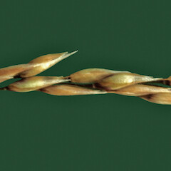 Spikelets. Wanganui. Jan 2011.<br>Photographer: Colin C. Ogle, Licence: <a target='_blank' href='https://creativecommons.org/licenses/by-nc/4.0'>CC BY-NC</a>. <a class='member-message' href='/nzpcn/why-join-nzpcn/' target='_blank'>Members can view a larger version of this image.</a>