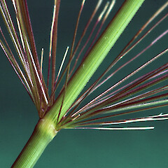 Inflorescence node. Wanganui. Jan 2011.<br>Photographer: Colin C. Ogle, Licence: <a target='_blank' href='https://creativecommons.org/licenses/by-nc/4.0'>CC BY-NC</a>. <a class='member-message' href='/nzpcn/why-join-nzpcn/' target='_blank'>Members can view a larger version of this image.</a>