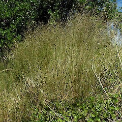 Wanganui. Dec 2010.<br>Photographer: Colin C. Ogle, Licence: <a target='_blank' href='https://creativecommons.org/licenses/by-nc/4.0'>CC BY-NC</a>. <a class='member-message' href='/nzpcn/why-join-nzpcn/' target='_blank'>Members can view a larger version of this image.</a>