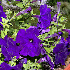 Petunia x hybrida.<br>Photographer: John Smith-Dodsworth, Licence: <a target='_blank' href='https://creativecommons.org/licenses/by-nc/4.0'>CC BY-NC</a>. <a class='member-message' href='/nzpcn/why-join-nzpcn/' target='_blank'>Members can view a larger version of this image.</a>