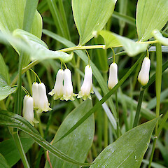 Polygonatum ×hybridum