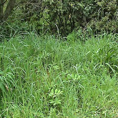 Roadside habitat, below Rangitikei River bridge, Bulls. Nov 2010.<br>Photographer: Colin C. Ogle, Licence: <a target='_blank' href='https://creativecommons.org/licenses/by-nc/4.0'>CC BY-NC</a>. <a class='member-message' href='/nzpcn/why-join-nzpcn/' target='_blank'>Members can view a larger version of this image.</a>