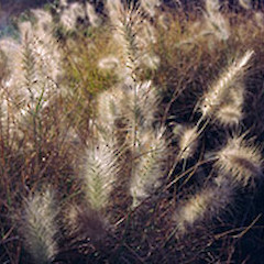 Napier foreshore. Apr 2002.<br>Photographer: Colin C. Ogle, Licence: <a target='_blank' href='https://creativecommons.org/licenses/by-nc/4.0'>CC BY-NC</a>.