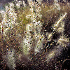Napier. Apr 2002.<br>Photographer: Colin C. Ogle, Licence: <a target='_blank' href='https://creativecommons.org/licenses/by-nc/4.0'>CC BY-NC</a>. <a class='member-message' href='/nzpcn/why-join-nzpcn/' target='_blank'>Members can view a larger version of this image.</a>