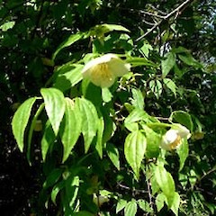 Philadelphus mexicanus.<br>Photographer: John Smith-Dodsworth, Licence: <a target='_blank' href='https://creativecommons.org/licenses/by-nc/4.0'>CC BY-NC</a>.