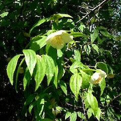 Philadelphus mexicanus
