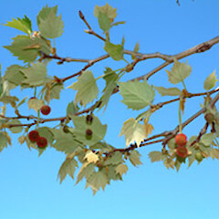 Platanus × hispanica Mill. ex Münchh.