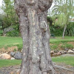 Platanus x acerifolia.<br>Photographer: John Smith-Dodsworth, Licence: <a target='_blank' href='https://creativecommons.org/licenses/by-nc/4.0'>CC BY-NC</a>.
