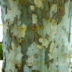 Flaking bark of mature tree, Wicksteed St, Whanganui.<br>Photographer: Colin C. Ogle, Date taken: 31/10/2007, Licence: <a target='_blank' href='https://creativecommons.org/licenses/by-nc/4.0'>CC BY-NC</a>. <a class='member-message' href='/nzpcn/why-join-nzpcn/' target='_blank'>Members can view a larger version of this image.</a>