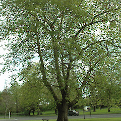 Mature tree, corner Anzac Parade & Mount View Road, Whanganui.<br>Photographer: Colin C. Ogle, Date taken: 17/10/2007, Licence: <a target='_blank' href='https://creativecommons.org/licenses/by-nc/4.0'>CC BY-NC</a>. <a class='member-message' href='/nzpcn/why-join-nzpcn/' target='_blank'>Members can view a larger version of this image.</a>