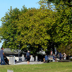 Early autumn colours in foliage; tree beside Whanganui City bridge.<br>Photographer: Colin C. Ogle, Date taken: 23/03/2013, Licence: <a target='_blank' href='https://creativecommons.org/licenses/by-nc/4.0'>CC BY-NC</a>. <a class='member-message' href='/nzpcn/why-join-nzpcn/' target='_blank'>Members can view a larger version of this image.</a>