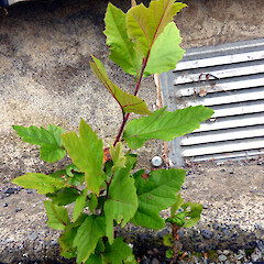 Seedling (1 of 3) in alley beside Taupo Quay, Whanganui (mature plane trees nearby).<br>Photographer: Colin C. Ogle, Date taken: 12/12/2018, Licence: <a target='_blank' href='https://creativecommons.org/licenses/by-nc/4.0'>CC BY-NC</a>. <a class='member-message' href='/nzpcn/why-join-nzpcn/' target='_blank'>Members can view a larger version of this image.</a>