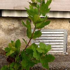 Seedling (1 of 2 seen) in alley beside Sargeant Gallery, Taupo Quay, Whanganui.<br>Photographer: Colin C. Ogle, Date taken: 20/02/2019, Licence: <a target='_blank' href='https://creativecommons.org/licenses/by-nc/4.0'>CC BY-NC</a>. <a class='member-message' href='/nzpcn/why-join-nzpcn/' target='_blank'>Members can view a larger version of this image.</a>