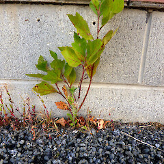 Seedling (1 of 2 seen) in alley beside Sargeant Gallery, Taupo Quay, Whanganui.<br>Photographer: Colin C. Ogle, Date taken: 20/02/2019, Licence: <a target='_blank' href='https://creativecommons.org/licenses/by-nc/4.0'>CC BY-NC</a>. <a class='member-message' href='/nzpcn/why-join-nzpcn/' target='_blank'>Members can view a larger version of this image.</a>