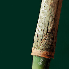 Mature culm node. Wanganui. Jan 2011.<br>Photographer: Colin C. Ogle, Licence: <a target='_blank' href='https://creativecommons.org/licenses/by-nc/4.0'>CC BY-NC</a>. <a class='member-message' href='/nzpcn/why-join-nzpcn/' target='_blank'>Members can view a larger version of this image.</a>
