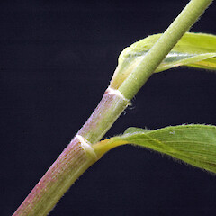 Bases of young leaves. Wanganui.<br>Photographer: Colin C. Ogle, Licence: <a target='_blank' href='https://creativecommons.org/licenses/by-nc/4.0'>CC BY-NC</a>. <a class='member-message' href='/nzpcn/why-join-nzpcn/' target='_blank'>Members can view a larger version of this image.</a>