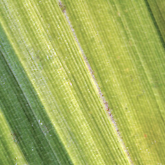 Upper surface of leaf. Wanganui. Jan 2011.<br>Photographer: Colin C. Ogle, Licence: <a target='_blank' href='https://creativecommons.org/licenses/by-nc/4.0'>CC BY-NC</a>. <a class='member-message' href='/nzpcn/why-join-nzpcn/' target='_blank'>Members can view a larger version of this image.</a>