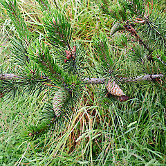 Pinus banksiana.<br>Photographer: Clayson Howell, Licence: All rights reserved. <a class='member-message' href='/nzpcn/why-join-nzpcn/' target='_blank'>Members can view a larger version of this image.</a>