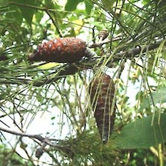 Pinus halapensis.<br>Photographer: John Smith-Dodsworth, Licence: <a target='_blank' href='https://creativecommons.org/licenses/by-nc/4.0'>CC BY-NC</a>.
