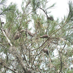 Pinus halapensis.<br>Photographer: John Smith-Dodsworth, Licence: <a target='_blank' href='https://creativecommons.org/licenses/by-nc/4.0'>CC BY-NC</a>.