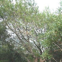 Pinus halepensis.<br>Photographer: John Smith-Dodsworth, Licence: <a target='_blank' href='https://creativecommons.org/licenses/by-nc/4.0'>CC BY-NC</a>.