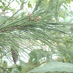 Pinus halepensis.<br>Photographer: John Smith-Dodsworth, Licence: <a target='_blank' href='https://creativecommons.org/licenses/by-nc/4.0'>CC BY-NC</a>.
