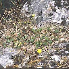 Potentilla anglica