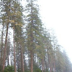 Pinus ponderosa.<br>Photographer: John Smith-Dodsworth, Licence: <a target='_blank' href='https://creativecommons.org/licenses/by-nc/4.0'>CC BY-NC</a>.