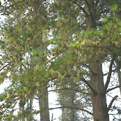 Pinus ponderosa.<br>Photographer: John Smith-Dodsworth, Licence: <a target='_blank' href='https://creativecommons.org/licenses/by-nc/4.0'>CC BY-NC</a>.