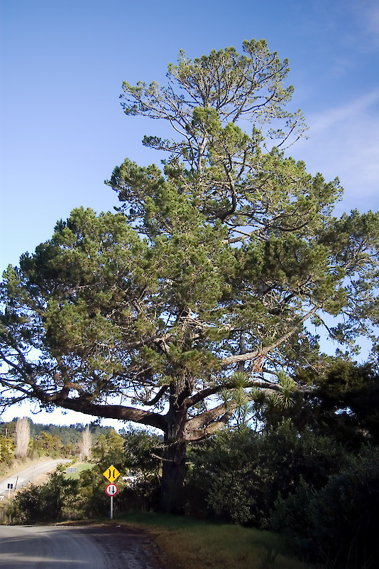 Pinus Rata Tree Pinus radiata • New Zealand Plant Conservation Network