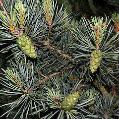 Pinus sylvestris L.<br>Photographer: John Smith-Dodsworth, Licence: <a target='_blank' href='https://creativecommons.org/licenses/by-nc/4.0'>CC BY-NC</a>. <a class='member-message' href='/nzpcn/why-join-nzpcn/' target='_blank'>Members can view a larger version of this image.</a>