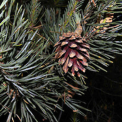 Pinus sylvestris L.<br>Photographer: John Smith-Dodsworth, Licence: <a target='_blank' href='https://creativecommons.org/licenses/by-nc/4.0'>CC BY-NC</a>. <a class='member-message' href='/nzpcn/why-join-nzpcn/' target='_blank'>Members can view a larger version of this image.</a>