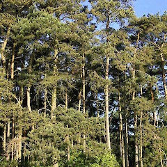 Pinus sylvestris L.<br>Photographer: John Smith-Dodsworth, Licence: <a target='_blank' href='https://creativecommons.org/licenses/by-nc/4.0'>CC BY-NC</a>. <a class='member-message' href='/nzpcn/why-join-nzpcn/' target='_blank'>Members can view a larger version of this image.</a>