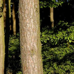 Pinus sylvestris L.<br>Photographer: John Smith-Dodsworth, Licence: <a target='_blank' href='https://creativecommons.org/licenses/by-nc/4.0'>CC BY-NC</a>. <a class='member-message' href='/nzpcn/why-join-nzpcn/' target='_blank'>Members can view a larger version of this image.</a>
