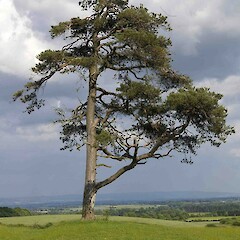 Pinus sylvestris L.<br>Photographer: John Smith-Dodsworth, Licence: <a target='_blank' href='https://creativecommons.org/licenses/by-nc/4.0'>CC BY-NC</a>. <a class='member-message' href='/nzpcn/why-join-nzpcn/' target='_blank'>Members can view a larger version of this image.</a>