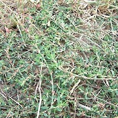 Polygonum arenastrum