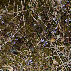 Leith Saddle.<br>Photographer: Mike Thorsen, Date taken: 14/11/2013, Licence: All rights reserved. <a class='member-message' href='/nzpcn/why-join-nzpcn/' target='_blank'>Members can view a larger version of this image.</a>