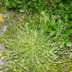 Poa pratensis