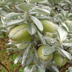 Seed pods. Nov 2006.<br>Photographer: Peter J de Lange, Licence: <a target='_blank' href='https://creativecommons.org/licenses/by-nc/4.0'>CC BY-NC</a>.