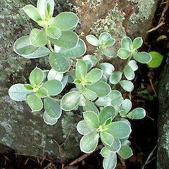 Podalyria sericea.<br>Photographer: Peter J de Lange, Licence: <a target='_blank' href='https://creativecommons.org/licenses/by-nc/4.0'>CC BY-NC</a>. <a class='member-message' href='/nzpcn/why-join-nzpcn/' target='_blank'>Members can view a larger version of this image.</a>