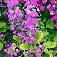 Primula malacoides